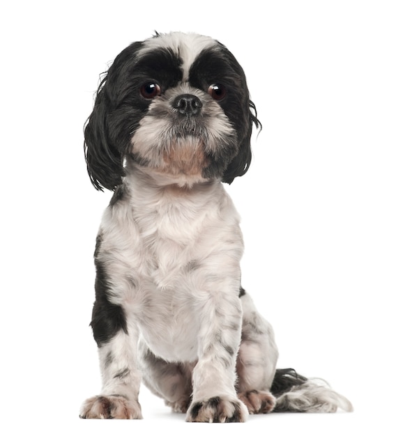 Shih Tzu sitting against white background