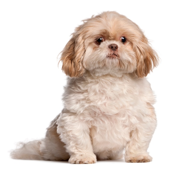 Shih Tzu sitting. Dog portrait isolated