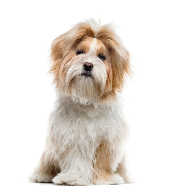 Shih Tzu sitting, isolated on white