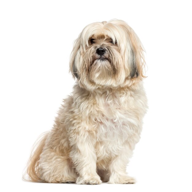 Shih-tzu sitting isolated on white