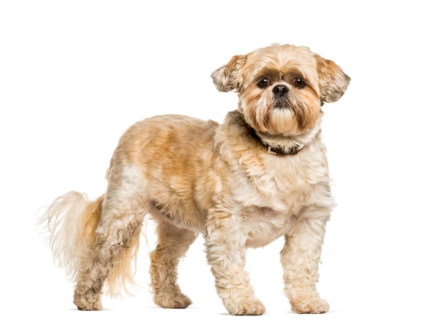 Shih Tzu standing against white background