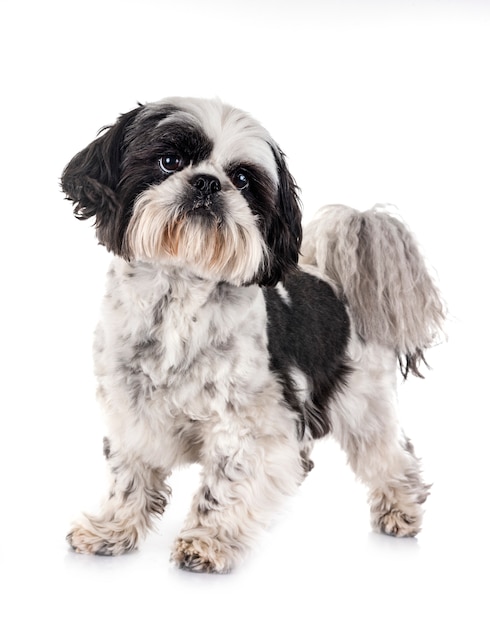 shih tzu in studio