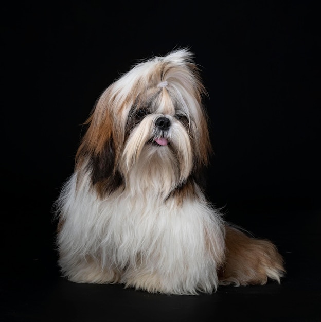 Shih tzu in studio