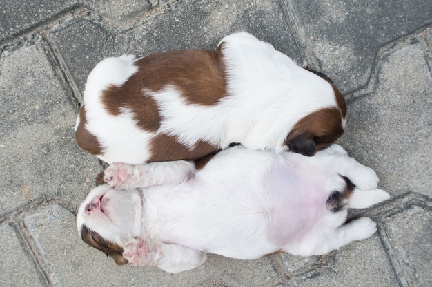 Shih Tzu, twee weken oud, leuke puppies slapen op de vloer.