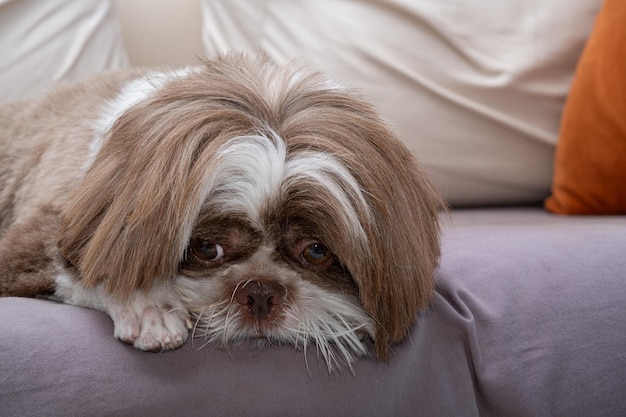 Foto shih tzu vers verzorgd en tegenover de camera rusten op een luie dag_3