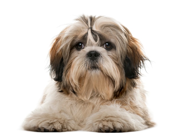 Shih Tzu voor een witte muur