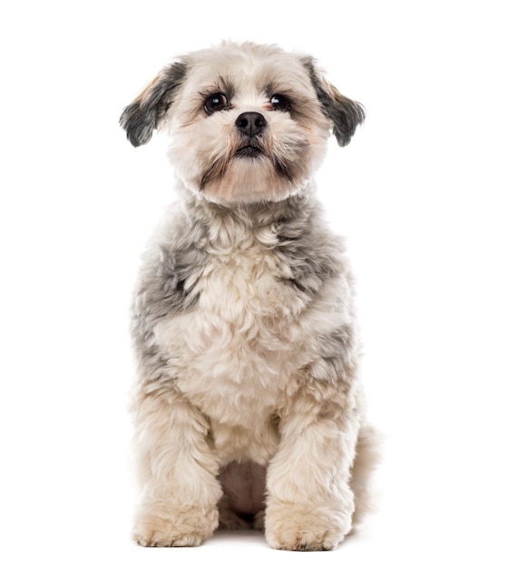 Shih Tzu voor witte muur