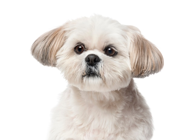 Shih Tzu voor witte muur