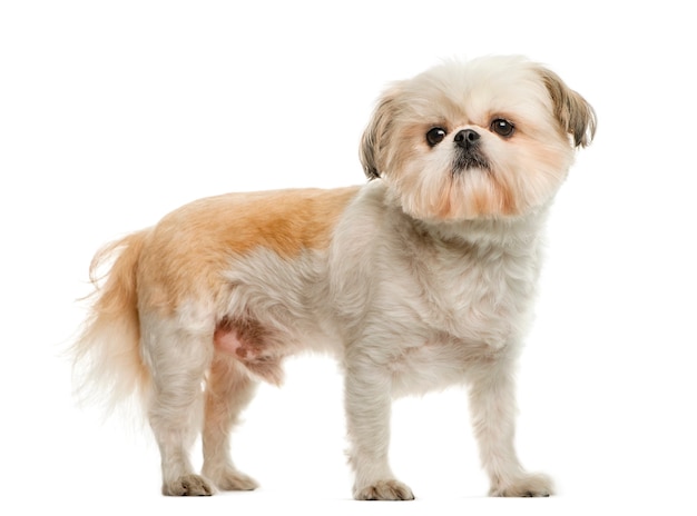 Shih Tzu voor witte muur