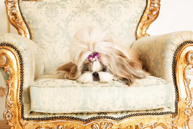 Shih Tzu with long hair in a beautiful classic interior