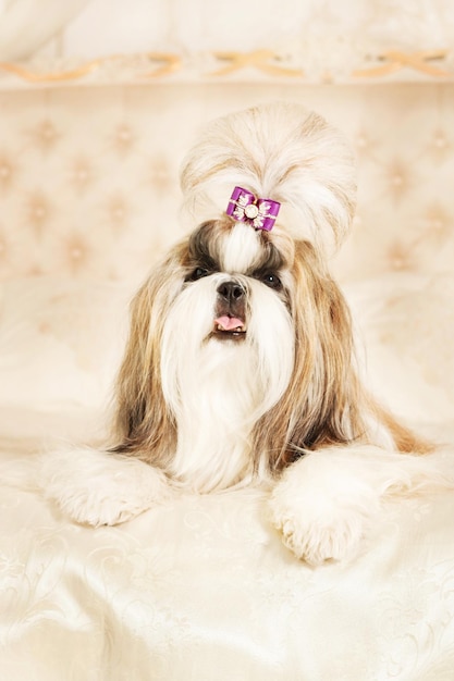 Shih Tzu with long hair in a beautiful classic interior