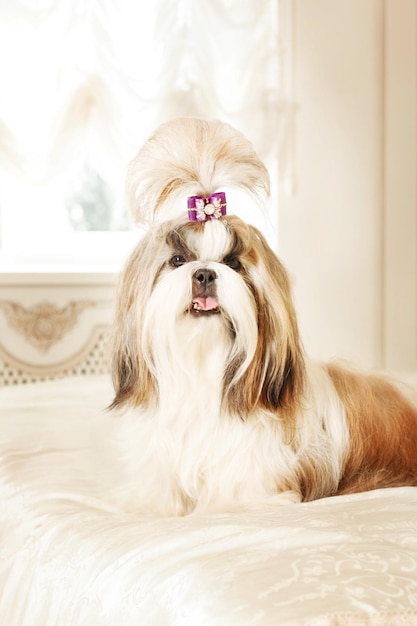 Shih Tzu with long hair in a beautiful classic interior