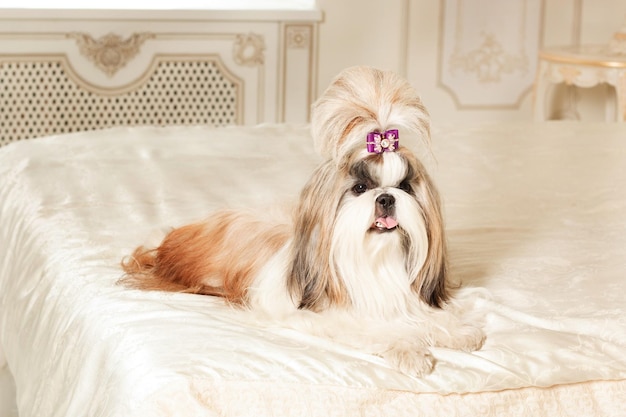 Shih Tzu with long hair in a beautiful classic interior