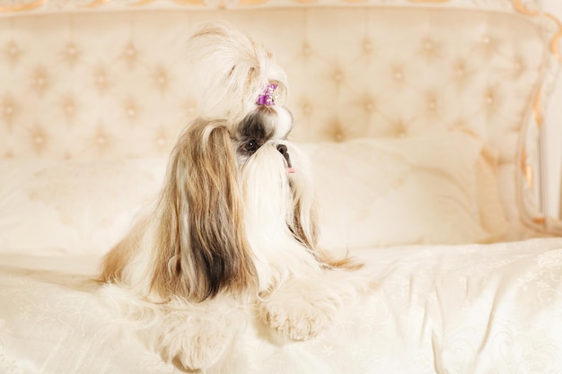 Shih Tzu with long hair in a beautiful classic interior