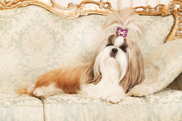 Shih Tzu with long hair in a beautiful classic interior