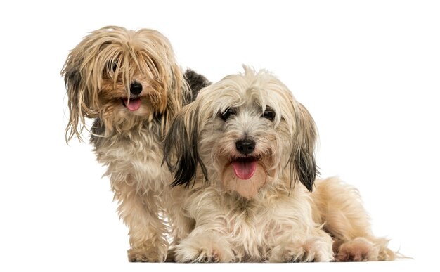 Shih tzu and Yorkshire terrier panting isolated on white