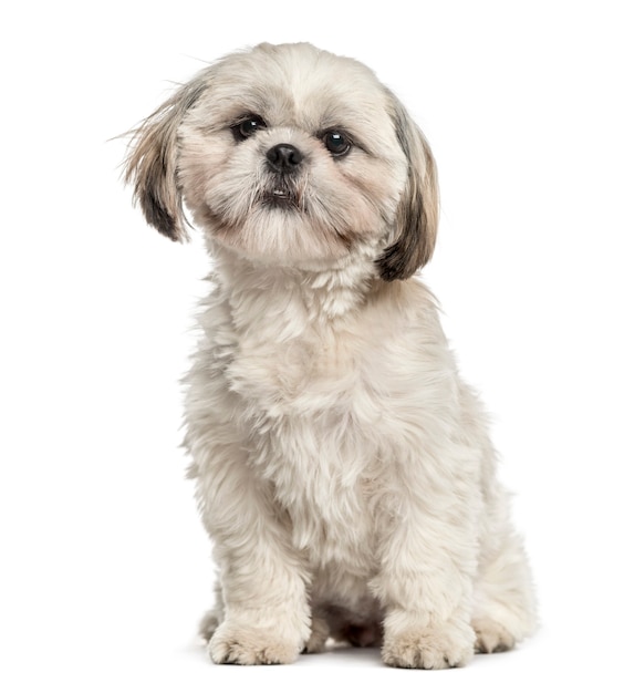 Shih tzu zittend, geïsoleerd op wit