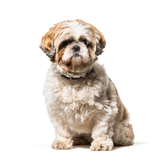 Shih tzu-zitting tegen witte achtergrond