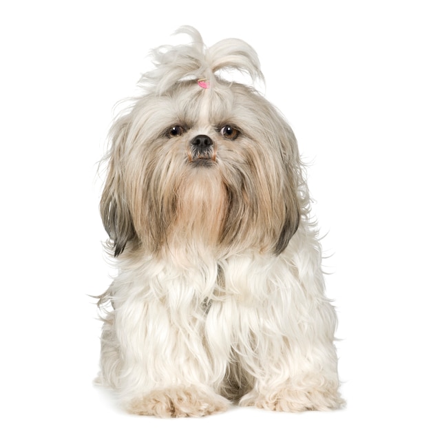 Shih tzu