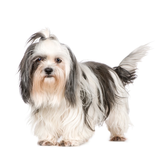 Shih Tzu