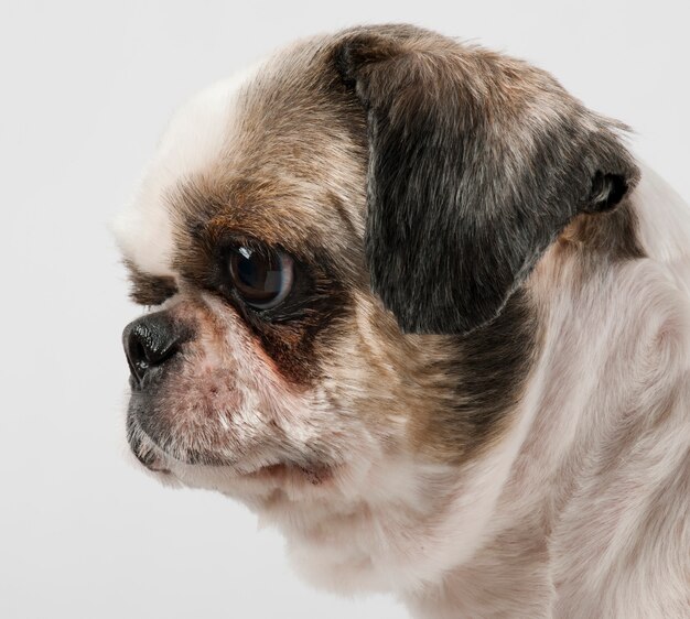 Shih tzu