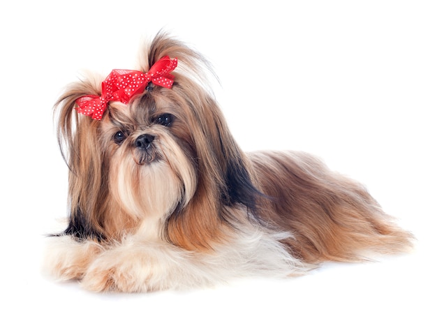 Shih Tzu