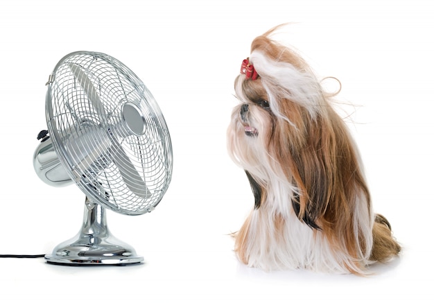 shihtzu and fan