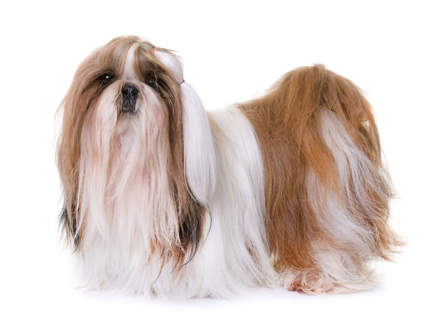 shihtzu in de studio