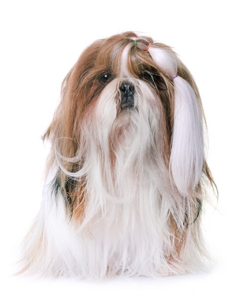 shihtzu in studio