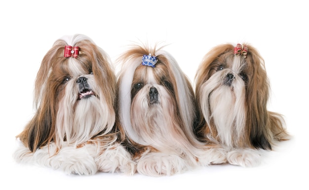 Shihtzu в студии