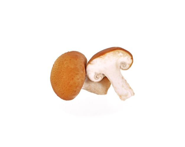 Shiitake geïsoleerd op een witte achtergrond