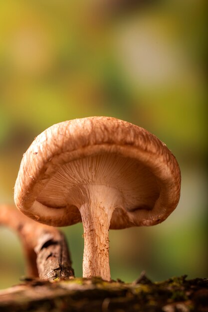 Shiitake mushroom growing on tree.