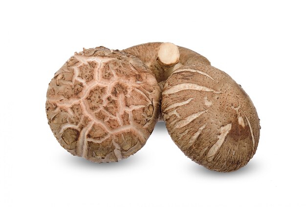 Shiitake mushroom isolated on white background