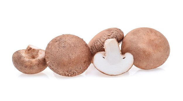 Shiitake mushroom isolated on white background