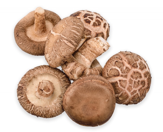 Shiitake mushroom isolated on white clipping path