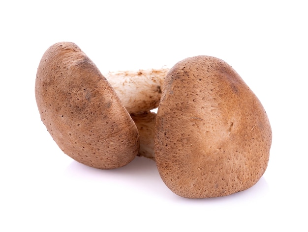 Shiitake mushroom on the White background