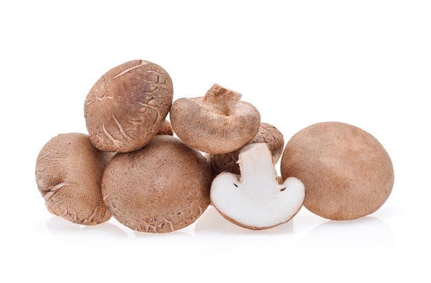 Shiitake mushroom on the White background