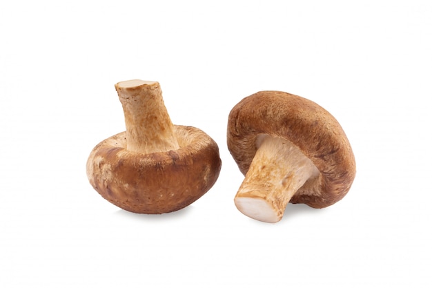 Shiitake mushroom on the White background