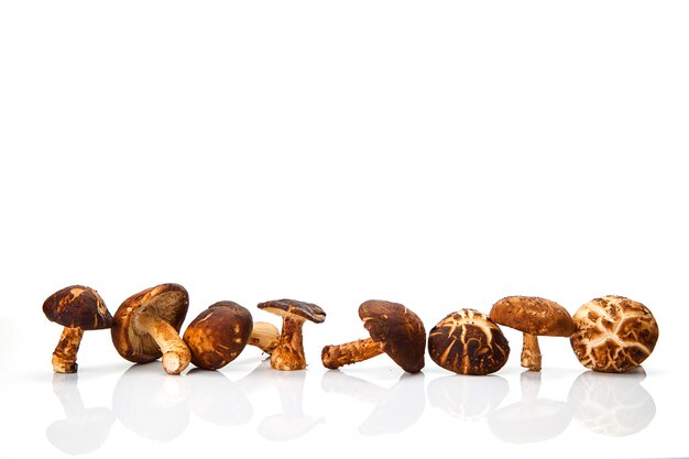 Shiitake mushroom on the White background