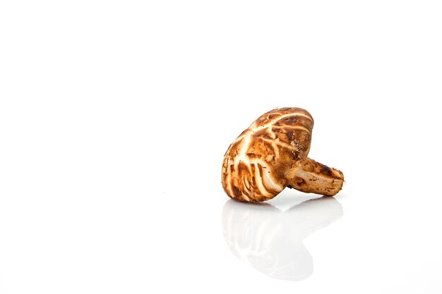 Shiitake mushroom on the White background