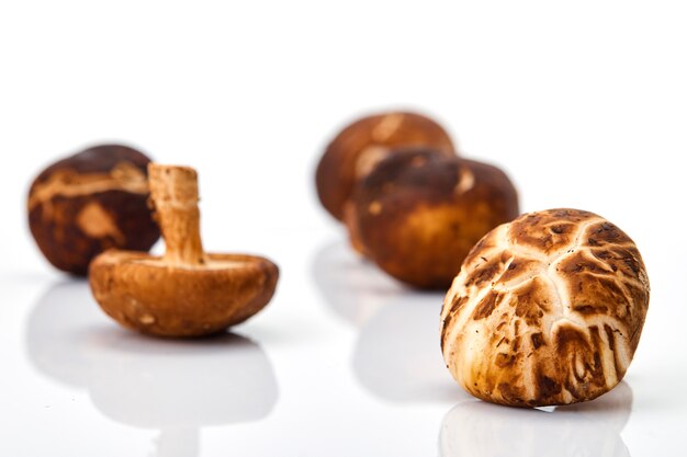 Shiitake mushroom on the White background