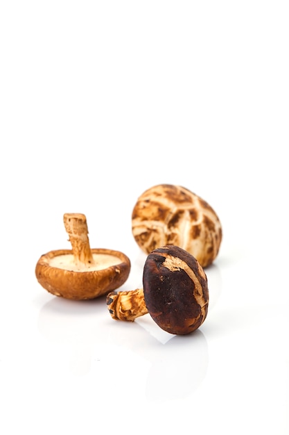 Shiitake mushroom on the White background