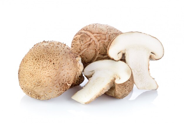 Shiitake mushroom on white space