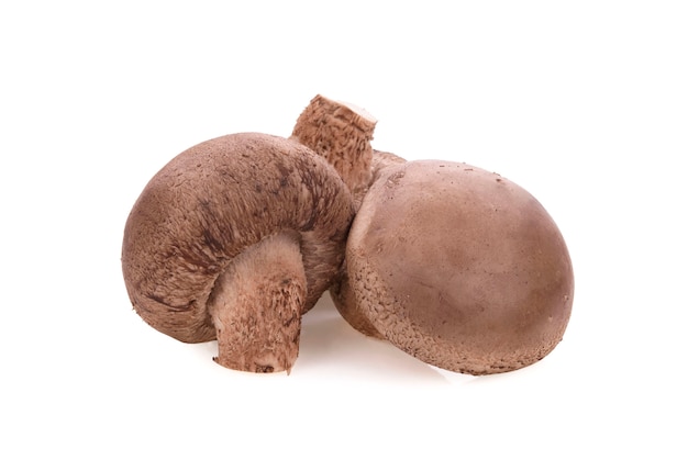 Shiitake mushroom on the white