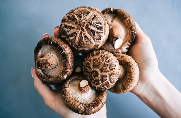 Shiitake mushrooms in hands on blue, closeup