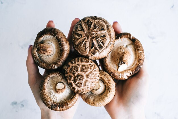 Shiitake mushrooms in hands on white, closeup