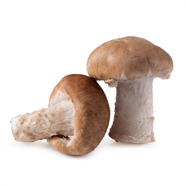 Funghi di shiitake isolati su bianco