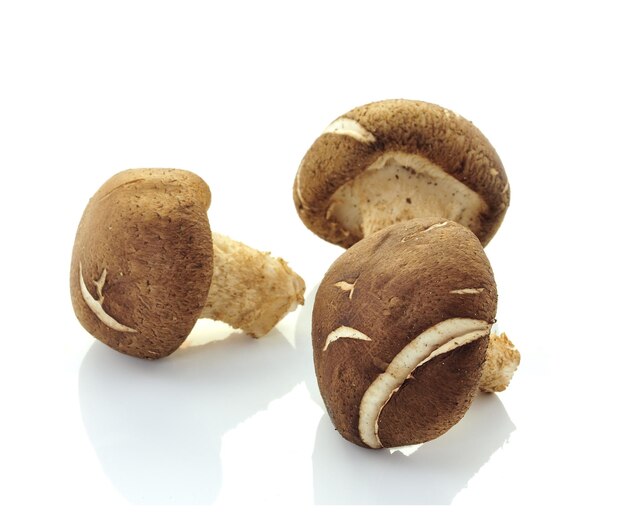 Photo shiitake mushrooms lentinula edodes