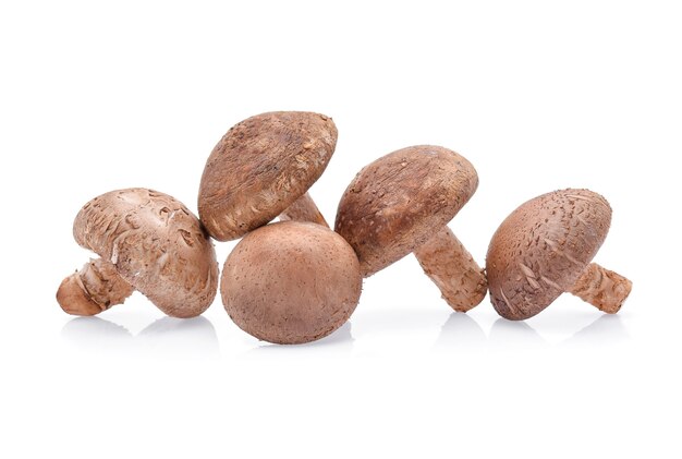 Shiitake Mushrooms on white background