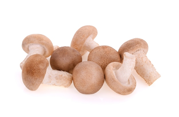 Shiitake mushrooms on white background